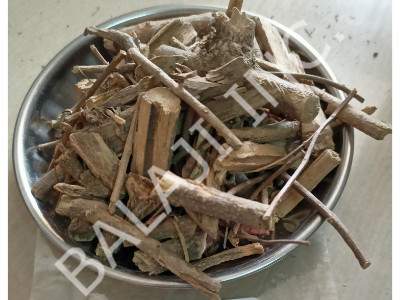 agnimantha-arnimool-clerodendrum-phlomidis-wholesale-suppliers